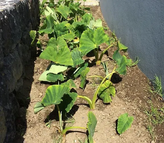Daire Vale Dos Cocos Horta (Azores)