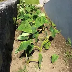 Apartamento Vale Dos Cocos Horta (Azores)