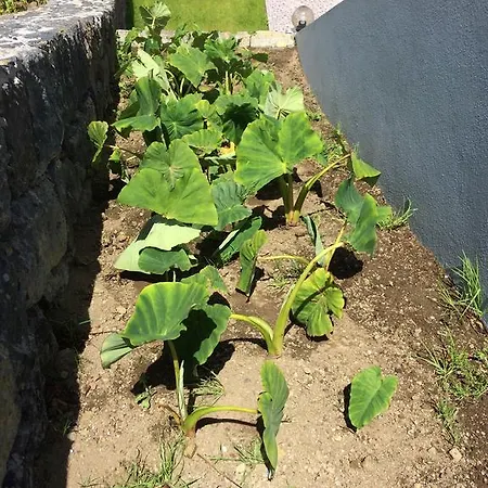 Apartment Vale Dos Cocos Horta (Azores)